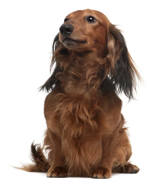 Dachshund, 3 years old, sitting in front of white background — Stock Photo, Image