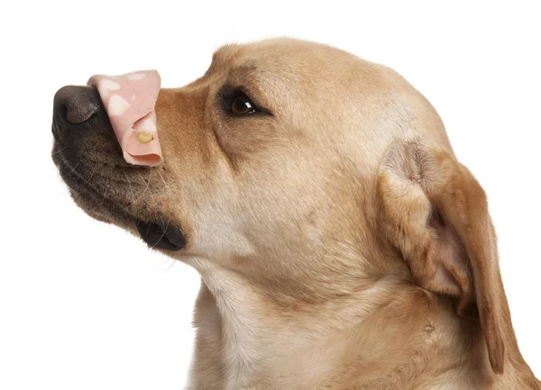 Close-up of Labrador Retriever, 2 years old), with Mortadella on — Stock Photo, Image