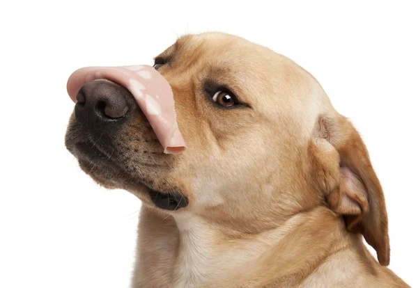 Close-up van labrador retriever, 2 jaar oud), met mortadella op — Stockfoto
