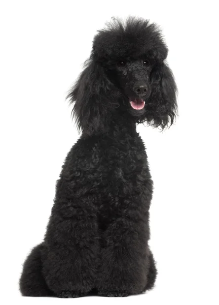 Poodle, 8 months old, sitting in front of white background — Stock Photo, Image