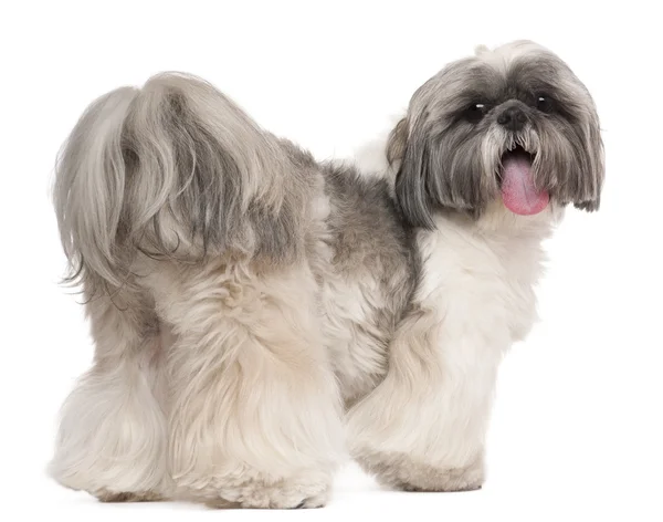Shih Tzu panting, 2 years old, in front of white background — Zdjęcie stockowe