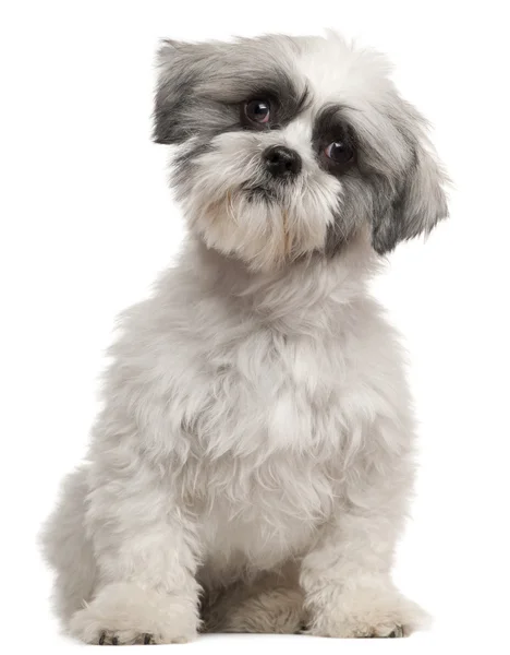 混合品種の犬、1 歳、白い背景の前に座っています。 — ストック写真