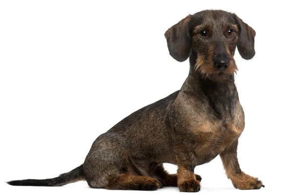 Dachshund, 2 years old, sitting in front of white background — Stock Photo, Image