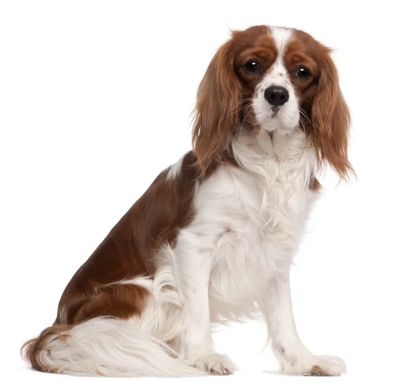 Cavalier King Charles Spaniel, 1 year old, sitting in front of w — Stock Photo, Image