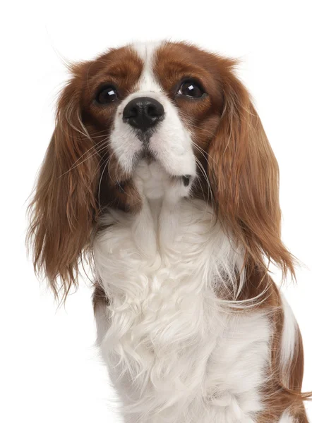Close-up of Cavalier King Charles Spaniel, 1 year old, in front — Zdjęcie stockowe