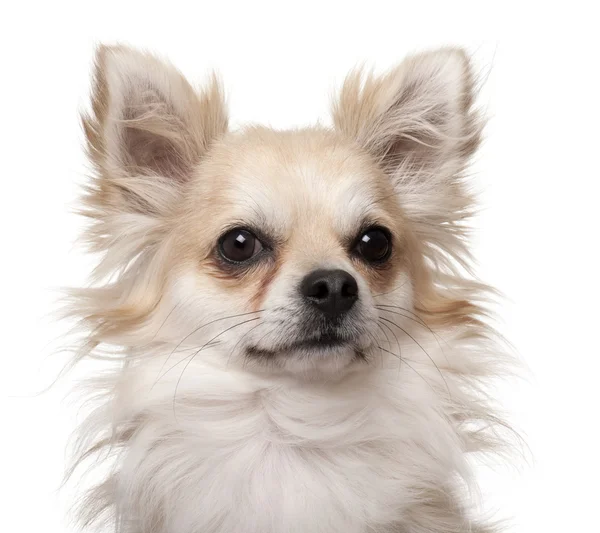 Close-up de Chihuahua, 2 anos, na frente do fundo branco — Fotografia de Stock