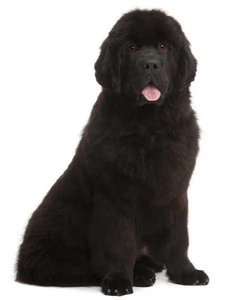 Newfoundland puppy, 5 months old, sitting in front of white back — Zdjęcie stockowe