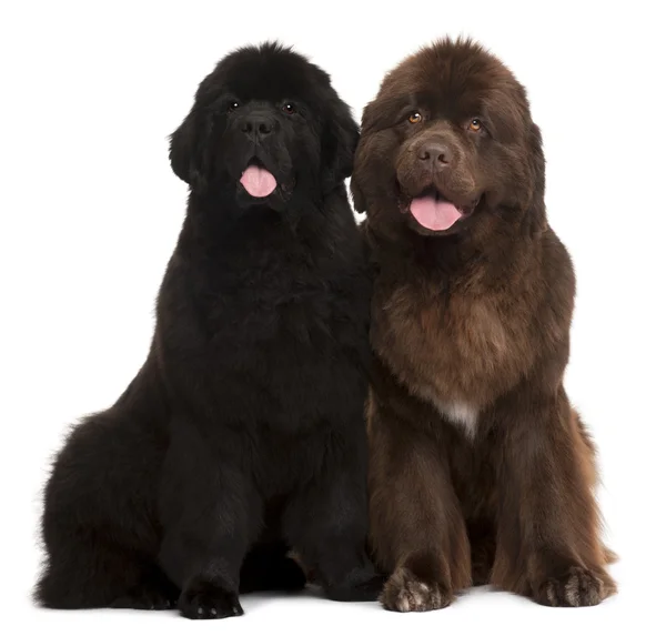 Newfoundland puppies, 5 and 30 months old, sitting in front of w — Stock Photo, Image