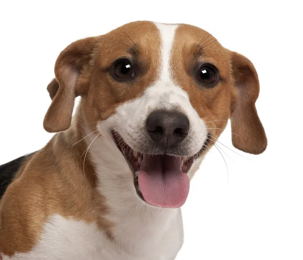 Close-up de Jack Russell Terrier, 1 ano, na frente do branco — Fotografia de Stock