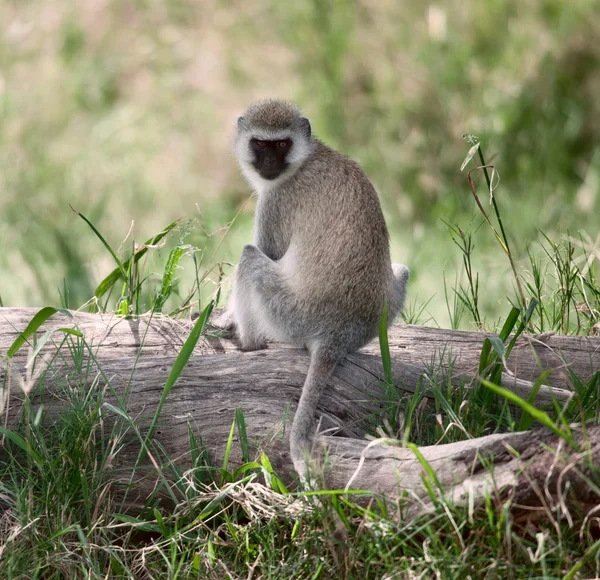 Macaco vervet, chlorocebus pygerythrus, em pa nacional serengeti — Fotografia de Stock