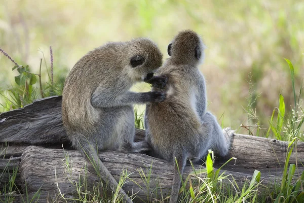 stock image Vervet Monkeys, Chlorocebus pygerythrus, in Serengeti National P