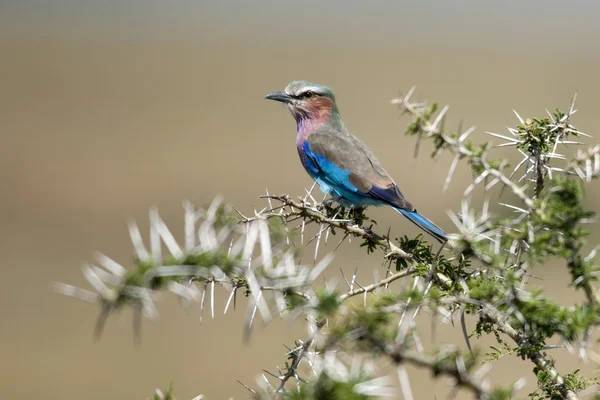 Lilac-breasted Roller, Coracias caudatus, in Serengeti National — Stock Photo, Image