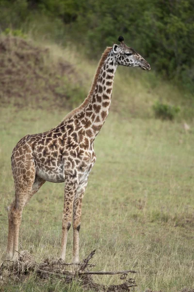 Žirafa v serengeti národní park, Tanzanie, Afrika — Stock fotografie