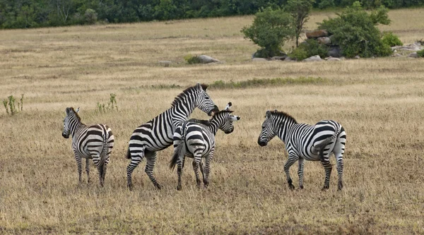 Zebras im Serengeti-Nationalpark, Tansania, Afrika — Stockfoto