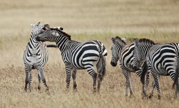 Zebra Serengeti Nemzeti Park, Tanzánia, Afrika — Stock Fotó