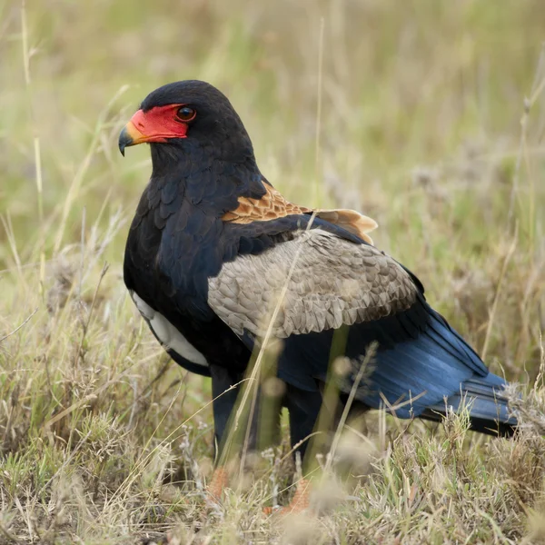 Goochelaar (vogel), terathopius ecaudatus, in serengeti national park van t — Stockfoto