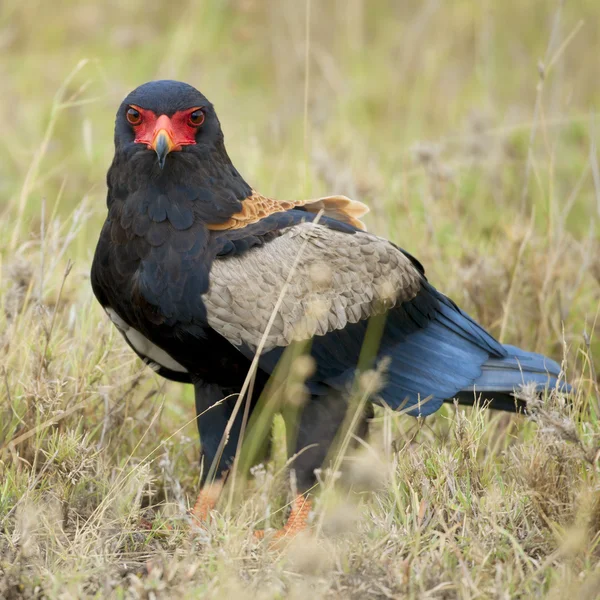 Goochelaar (vogel), terathopius ecaudatus, in serengeti national park van t — Stockfoto
