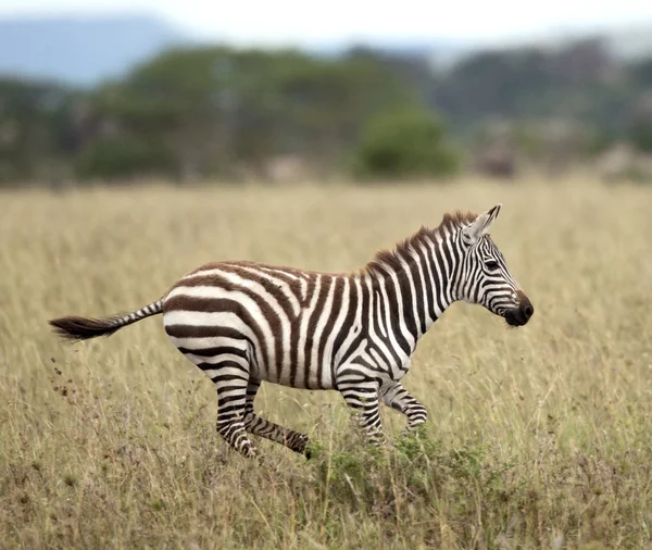 Zebra in esecuzione nel Parco Nazionale del Serengeti, Tanzania, Africa — Foto Stock