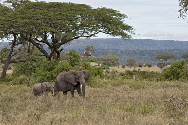 Elefanti nel parco nazionale del Serengeti, Tanzania, Africa — Foto Stock