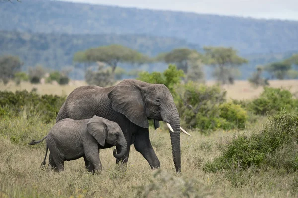 Słonie w Parku Narodowym Serengeti, Tanzania, Afryka — Zdjęcie stockowe