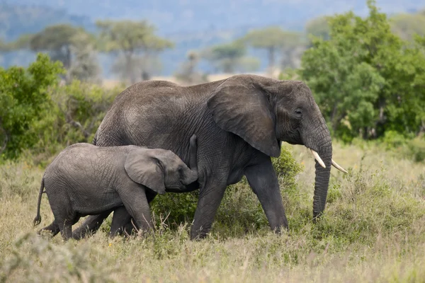Elefanter i Serengeti nationalpark, Tanzania, Afrika — Stockfoto