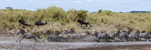 Zebra crossing rzeka w serengeti national park, tanzania, afr — Zdjęcie stockowe