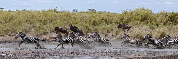 Zebra atravessando um rio no Parque Nacional Serengeti, Tanzânia, Afr — Fotografia de Stock