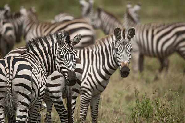 Ζέβρα στην serengeti εθνικό πάρκο, Τανζανία, Αφρική — Φωτογραφία Αρχείου
