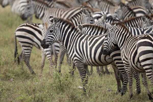 Zebra Serengeti Nemzeti Park, Tanzánia, Afrika — Stock Fotó