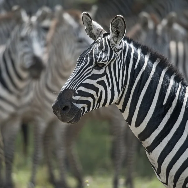 Zebra v serengeti národní park, Tanzanie, Afrika — Stock fotografie