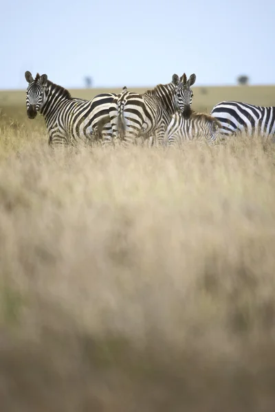 Zebra no Parque Nacional Serengeti, Tanzânia, África — Fotografia de Stock