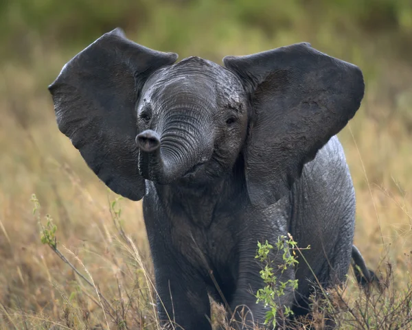 Elefante africano nel Parco Nazionale del Serengeti, Tanzania, Africa, dopo la pioggia — Foto Stock