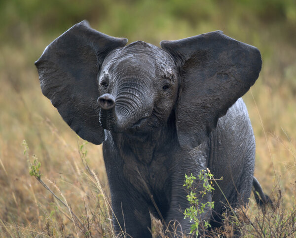 African elephant in Serengeti National Park, Tanzania, Africa, after the rain
