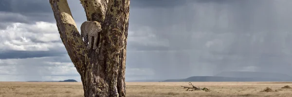 Levhart ve stromu v serengeti národní park Tanzanie, Afrika — Stock fotografie