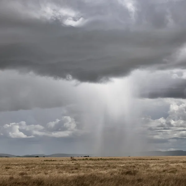 stock image Cloud of rain sweeping the Savannah in Serengeti National Park o