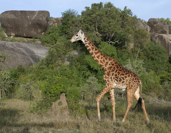 Girafa no Parque Nacional Serengeti, Tanzânia, África — Fotografia de Stock