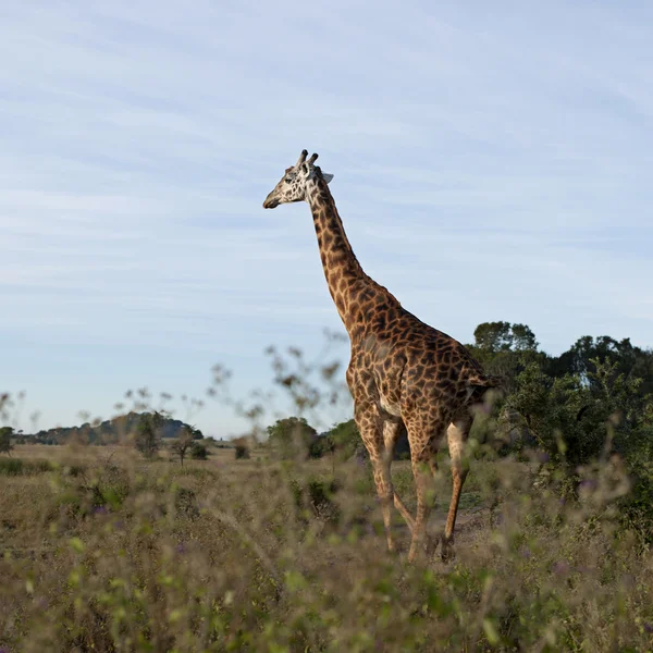 Zsiráf: a Serengeti Nemzeti Park, Tanzánia, Afrika — Stock Fotó
