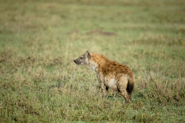 Hiena en el Parque Nacional del Serengeti, Tanzania, África —  Fotos de Stock
