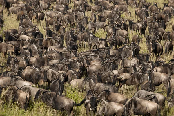 Kudde gnoes in de serengeti national park, tanzania, Afrika — Stockfoto