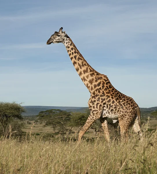 Jirafa en el Parque Nacional del Serengeti, Tanzania, África — Foto de Stock