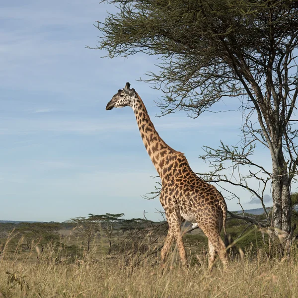 Zsiráf: a Serengeti Nemzeti Park, Tanzánia, Afrika — Stock Fotó