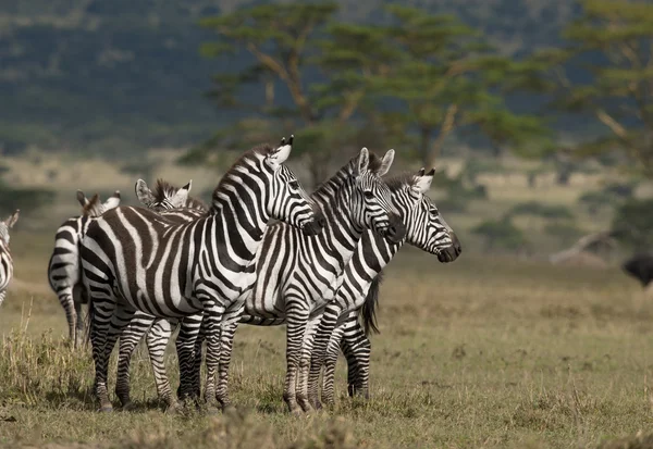 Небольшая группа зебр в Национальном парке Серенгети, Танзания, Африка — стоковое фото