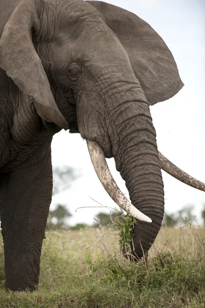 Elefante no Parque Nacional Serengeti, Tanzânia, África — Fotografia de Stock