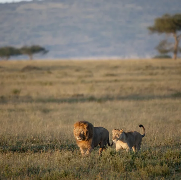 Leeuw en Leeuwin op de serengeti national park, tanzania, Afrika — Stockfoto
