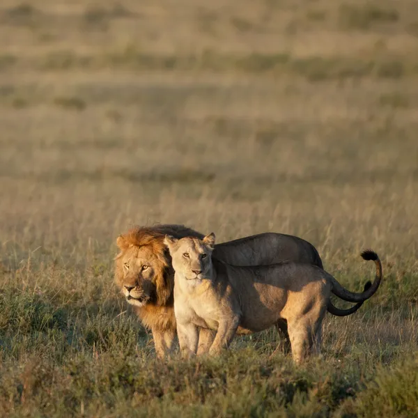 Lejon och lejoninna på serengeti national park, tanzania, Afrika — Stockfoto