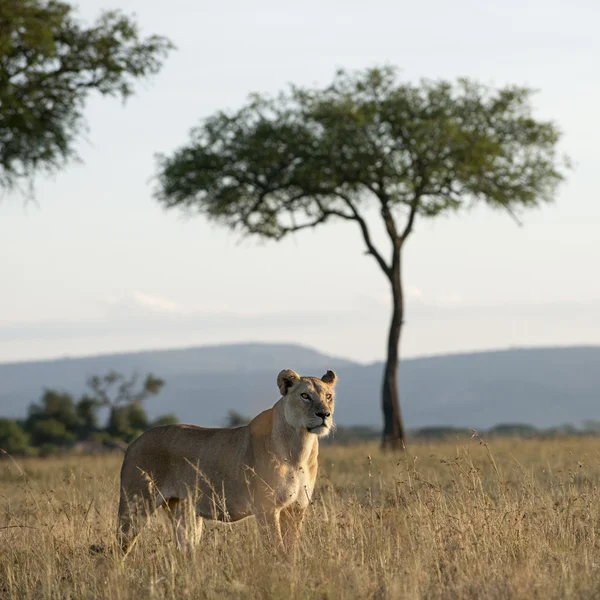 Λέαινα στο το serengeti εθνικό πάρκο, Τανζανία, Αφρική — Φωτογραφία Αρχείου