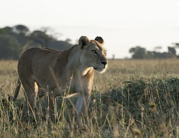 Lwica w serengeti national park, tanzania, Afryka — Zdjęcie stockowe