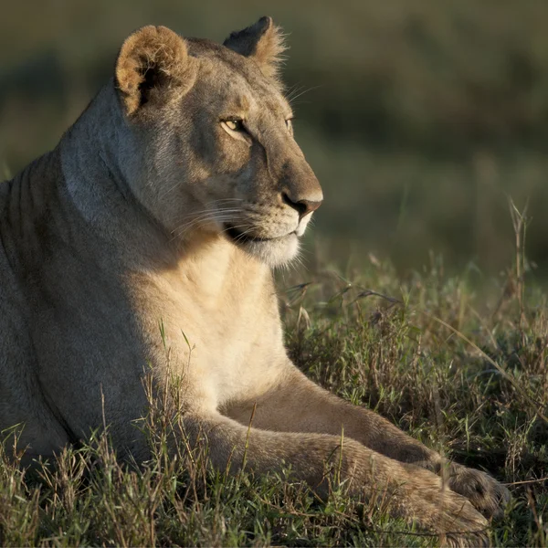 Leeuwin op de serengeti national park, tanzania, Afrika — Stockfoto