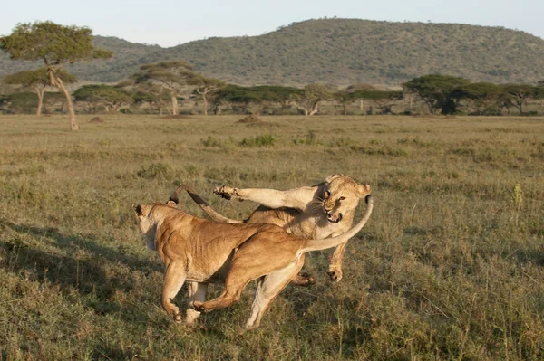 Lwica gra razem w serengeti national park, tanzania, Afryka — Zdjęcie stockowe