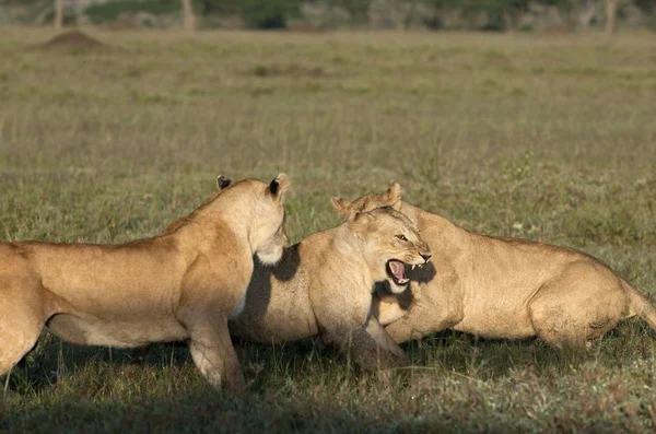 Leone al Parco Nazionale del Serengeti, Tanzania, Africa — Foto Stock